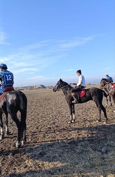 жылкы лошадь: Продаю | Конь (самец) | Конный спорт — 7