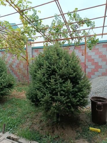семена кустов: Продаются взрослые декоративные хвойные деревья (ель/пихта) для — 4