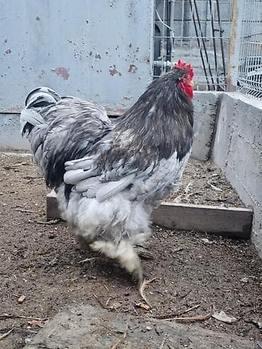 Продам петуха голубого Кохинхина, 1 петух, молодой 9 месяцев