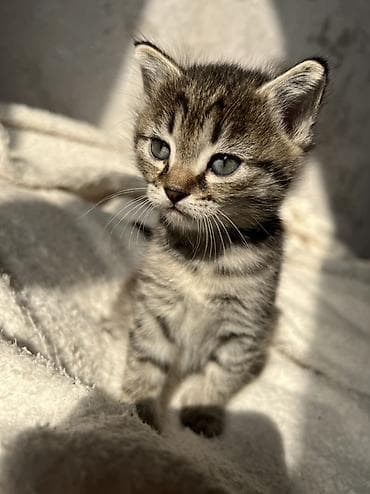 сеамская кошка: Котята от домашней кошки с яркой сиамской окраской и голубыми глазами — 7