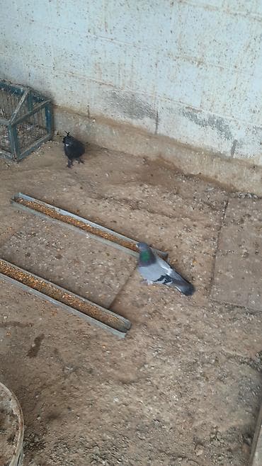 павлины голуби: Голуби декоративных пород (разные окрасы и типы оперения) - — 4