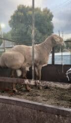 в какой приют можно отдать собаку: Продаю | Баран (самец) | Арашан | Для разведения, Для шерсти | Осеменитель, Племенные — 2