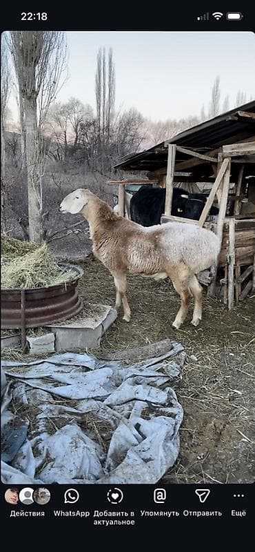 сколько стоит такса собака: Продаю | Баран (самец) | Арашан | Для разведения | Осеменитель — 3