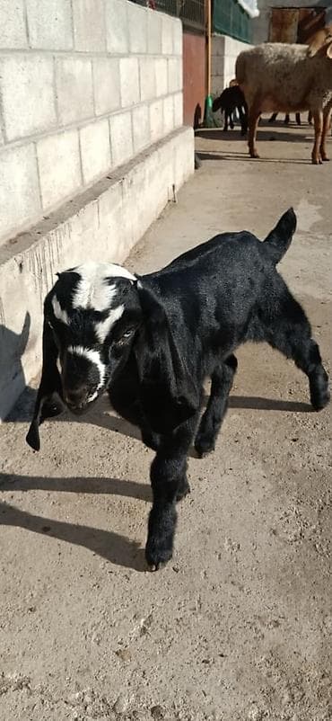 Продаю | Козлёнок | Нубийская | Для разведения | Племенные