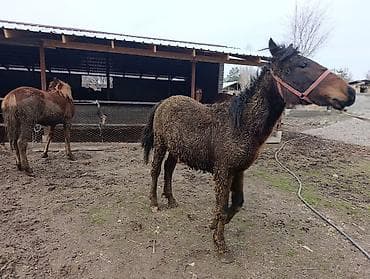 телёнок швиц: Продаю | Кобыла (самка) | Рабочий — 4