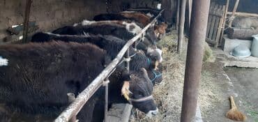 продаю связи с переездом: Продаю | Бык (самец) — 3