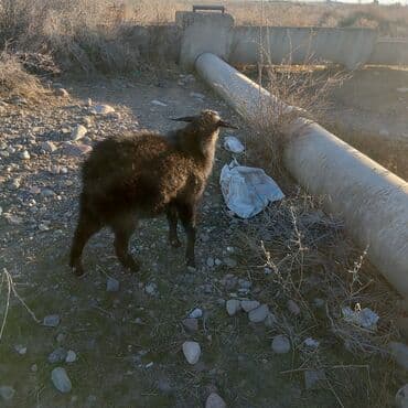 отдам котят в добрые руки бишкек: Продоем козлят улактар возраст 7 мес.цена10тыс .на выпасе — 5