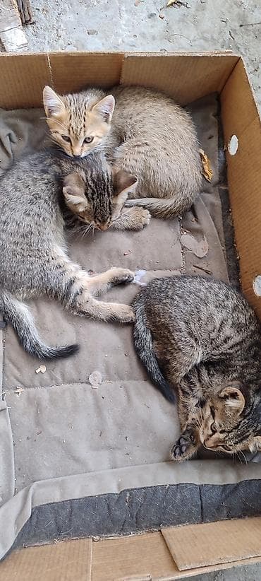 scottish fold: Беспородная, 2 месяца, Мальчик, Приучена к лотку — 2