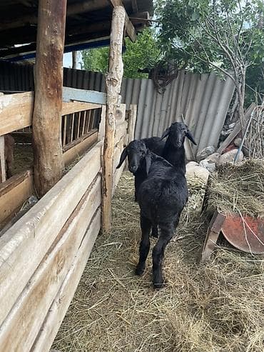 улака ат: Продаю | Овца (самка), Ягненок | Арашан | Для разведения | Племенные, Осеменитель, Ярка — 1