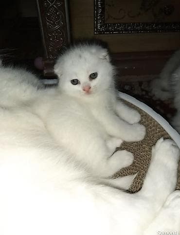 кошка шотландский: Белые котята шотландской вислоухой породы. 2 месяцев - Окрас — 1