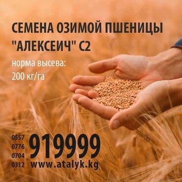 Озимая пшеница Алексеич С2, Всхожесть 96%, Чистота 99,68%, Масса