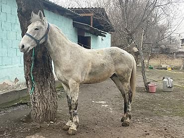 телята продажа: Продаю | Жеребец | Полукровка | Для разведения, Конный спорт — 7