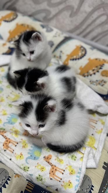 scottish fold: Беспородная, 2 месяца, Мальчик, Биколор, Приучена к лотку — 5