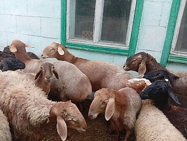 купить той терьер мини: Продаю | Овца (самка), Баран (самец) | Гиссарская, Полукровка, Эдильбаевская | На забой, Для разведения | Осеменитель, Матка — 4