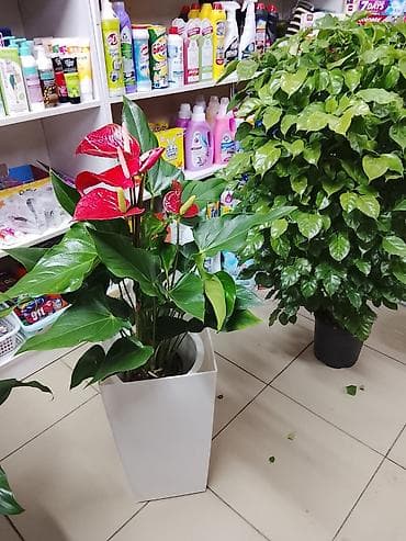 гулдор роза: Комнатные растения в горшках — подборка для дома и офиса: 1) Пахира — 6