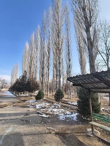 тополь продаю: Тополя пирамидальные (Populus, стройная колонновидная форма) для — 5