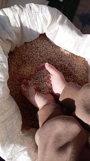 үрөн арпа: Рис круглозёрный, шлифованный. - Зёрна короткие, ровные — 6