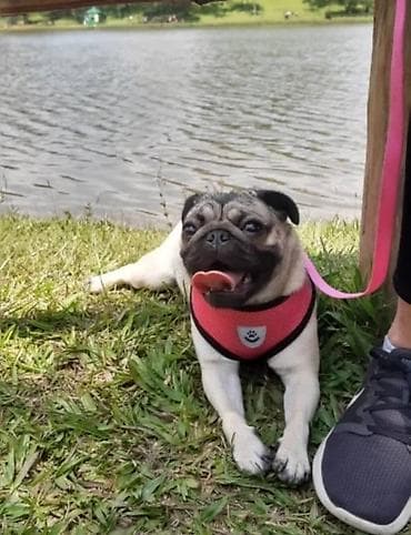 кунай минато: Шлейки с поводком для собак и кошек. Широкие Качество отличное — 9