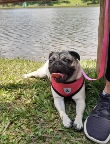 Кемирүүчүлөр: Широкие шлейки с поводком для собак и кошек. Качество отличное — 3