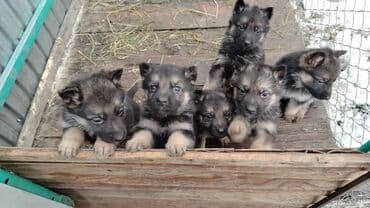 немецкие овчарки цены: Немцы чистокровные кобели 1.5 месяца 5000 Звоните — 2