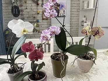 орхид: Орхидеи Голландия адаптированные домашние — 7
