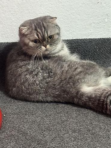 шотландская прямоухая кошка: Шотландская вислоухая кошка (окрас: серебристый табби). Крупная — 2