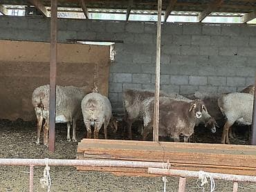 разный: Продаю | Овца (самка) | Для разведения | Матка — 6