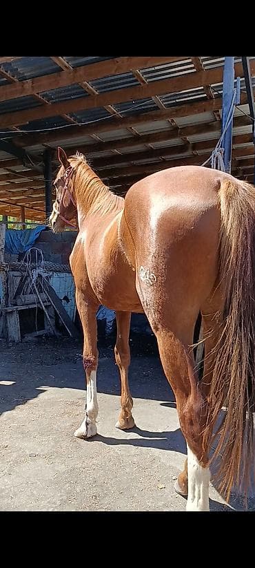 продажа собак в бишкеке: Продаю | Жеребец | Рабочий — 3