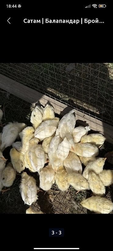 жапалак птица: Сатам | Балапандар | Бройлер | Союуга — 2