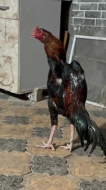 авчарка бишкек: Сатам | Короздор | Тебиштирүүчү | Көбөйтүү үчүн — 3