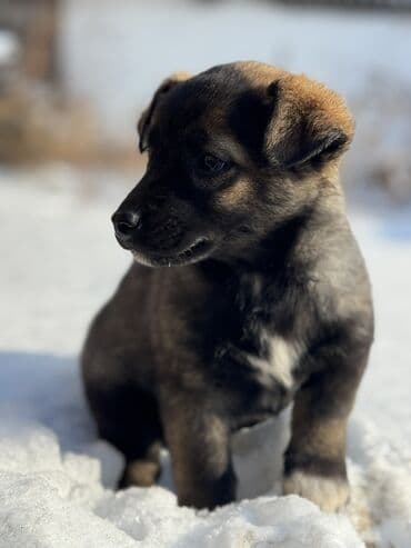 щинки: Собака даром: Дворняжка, 2 месяца, Самец — 2