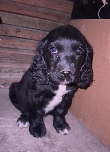 кой кант: Щенок (порода по типу кокер-спаниеля) привитая и глистованая — 1