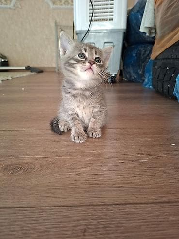 Мышыктар: Отдаем котят в добрые руки малышам 1 месяц — 3
