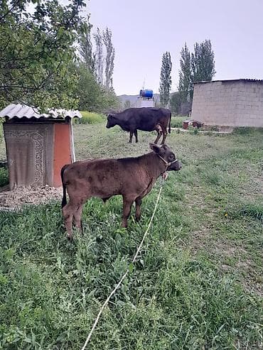 сокол птица цена: Продаю | Бык (самец) | На откорм | Привязанные — 3