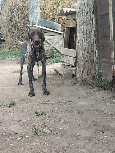 Продажа собак: Ургаачы кучуктору — 3