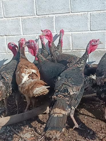 тук беде чоп: Продаю | Индюк (самец) | Для разведения | Племенные — 1