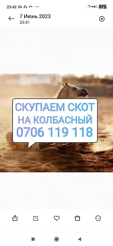Частное лицо, Колбасный цех : Коровы, быки, Лошади, кони, Другие с/х животные, | Круглосуточно, Любое состояние, Забитый