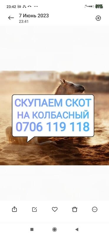 корова дойный: Куплю | Коровы, быки, Лошади, кони, Другие с/х животные | Круглосуточно, Любое состояние, Забитый — 1