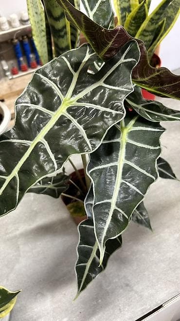 Комнатные растения: Алоказия «Полли» (Alocasia x amazonica ‘Polly’) в горшке. - — 4