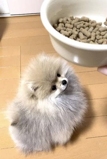 спаниель щенки: Щенки померанского шпица (тип мишка), карликовый формат. - Окрас на — 1