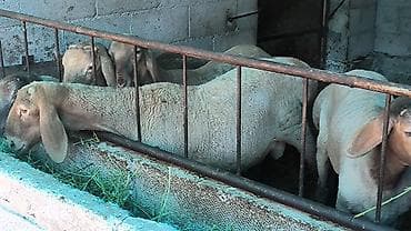 мультипу собака: Продаю | Баран (самец) | Арашан | Племенные — 2