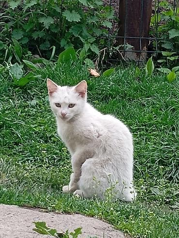 Отдам кошек/котов в белых и черных окрасах нужно приручить к лотку