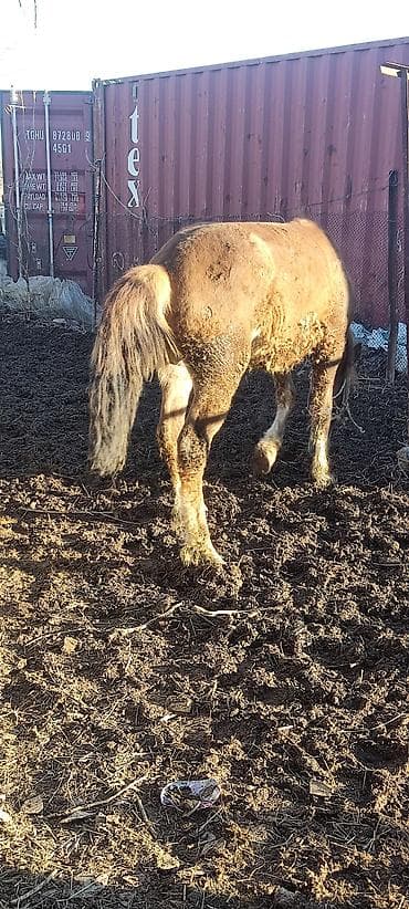 бычок 1 5: Продаю | Жеребец | На забой — 2