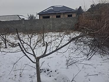 слива кочот: Алма-Бак бутайбыз
Обрезка плодовых деревьев — 10