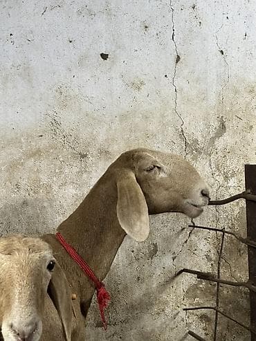 породистые коровы в кыргызстане: Продаю | Овца (самка) | Для разведения | Матка — 2