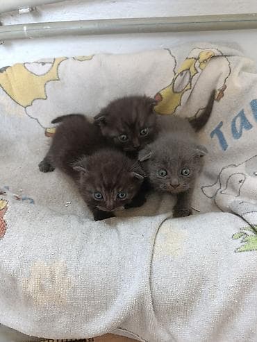 котята для гор: Котята, окрас серый/дымчатый - Помет из трёх малышей: два тёмно‑серых — 2