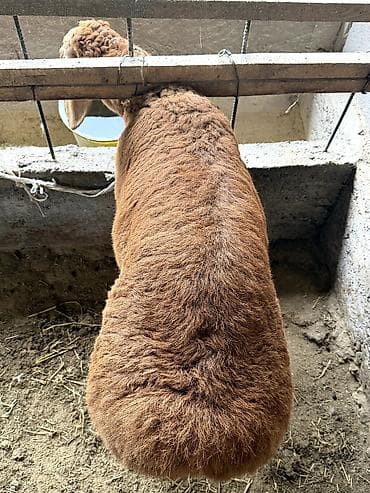 аванта кошка: Продаю | Баран (самец) | Для разведения — 2