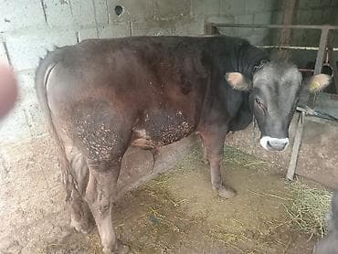 мел для животных: Продаю | Бык (самец) | Швицкая | На откорм | Искусственник — 3