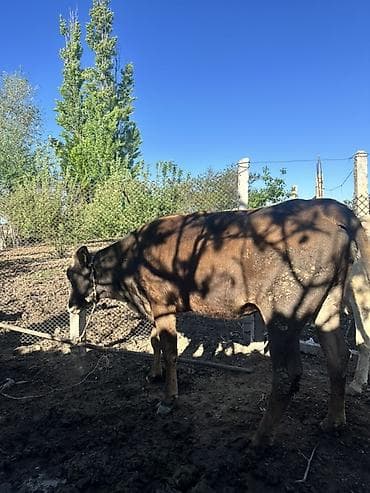 продаю дровилка: Продаю | Корова (самка), Тёлка | Для разведения | Искусственник, Привязанные — 5