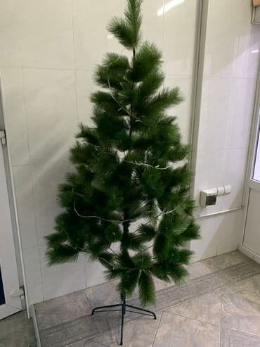 колоновидная туя: Сосна Ёлка 2.10 см [ акция 50% ] - низкие цены в городе! Отличного — 1